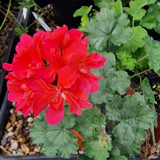 Brookside Flamenco - Dwarf Zonal Pelargonium / Geranium
