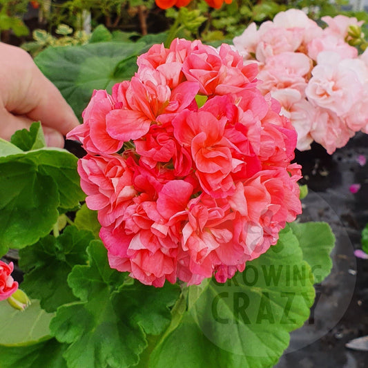 Burgerland Girl - Semi Double Zonal Pelargonium / Geranium