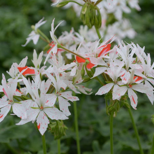 Vectis Glitter - Stellar Pelargonium (Geranium) Plant - 6cm bio pot