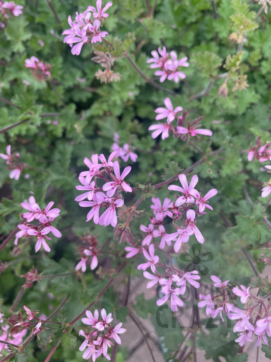 P. Deerwood Lavender Lass - Species Hybrid Pelargonium