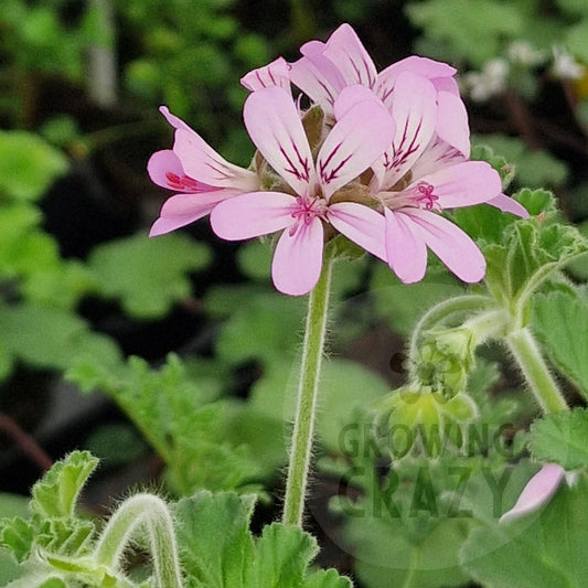P. capitatum - Species Pelargonium