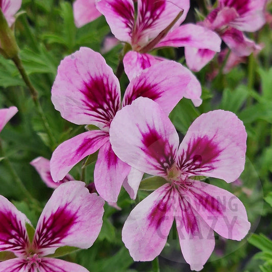 Charmay Marjorie - Angel Pelargonium (Geranium)