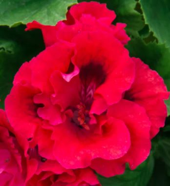 Cherry Orchard - Regal Pelargonium (Geranium) plant - 6cm bio pot