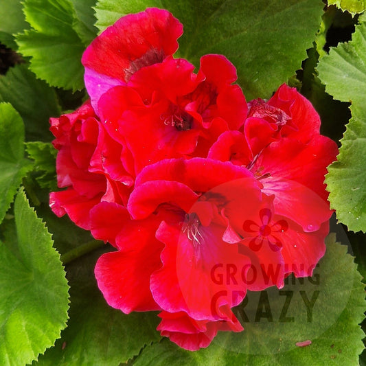 Cherry Orchard - Regal Pelargonium (Geranium)