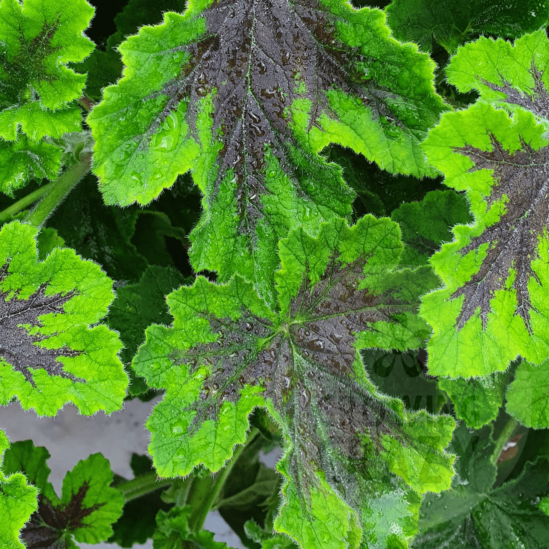 Chocolate Peppermint Scented leaved pelargonium geranium