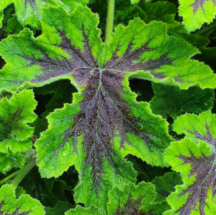This is Scented Leaf Pelargonium 'Chocolate Peppermint' which has deliciously peppermint scented leaves that are lush green with a chocolate coloured centre to them.