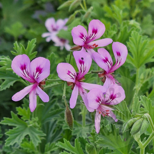 Pink geranium flowers with deep purple centers growing among green ruffled leaves in a garden setting.