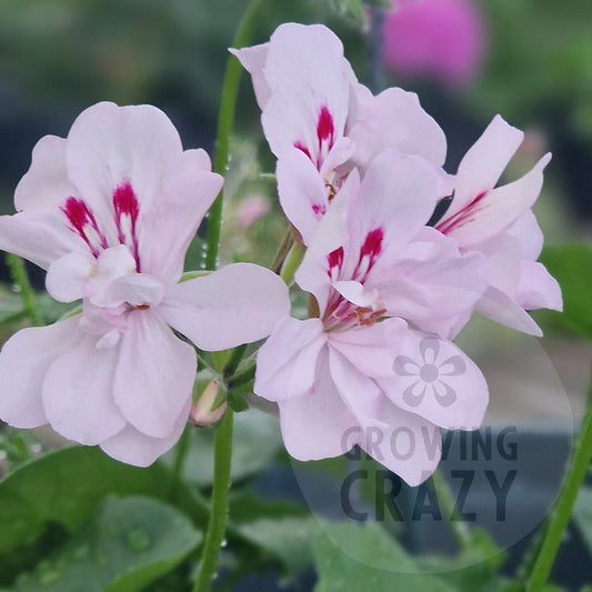 Colonel Baden Powell - Ivy Leaved Pelargonium (Geranium)