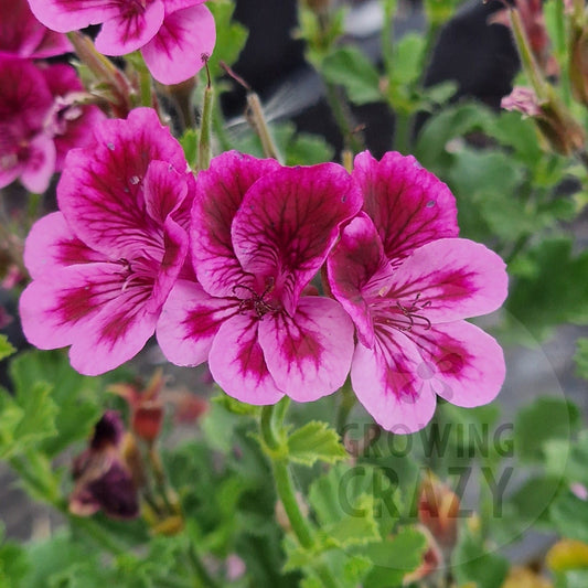 Cottenham Wonder - Angel Pelargonium (Geranium)