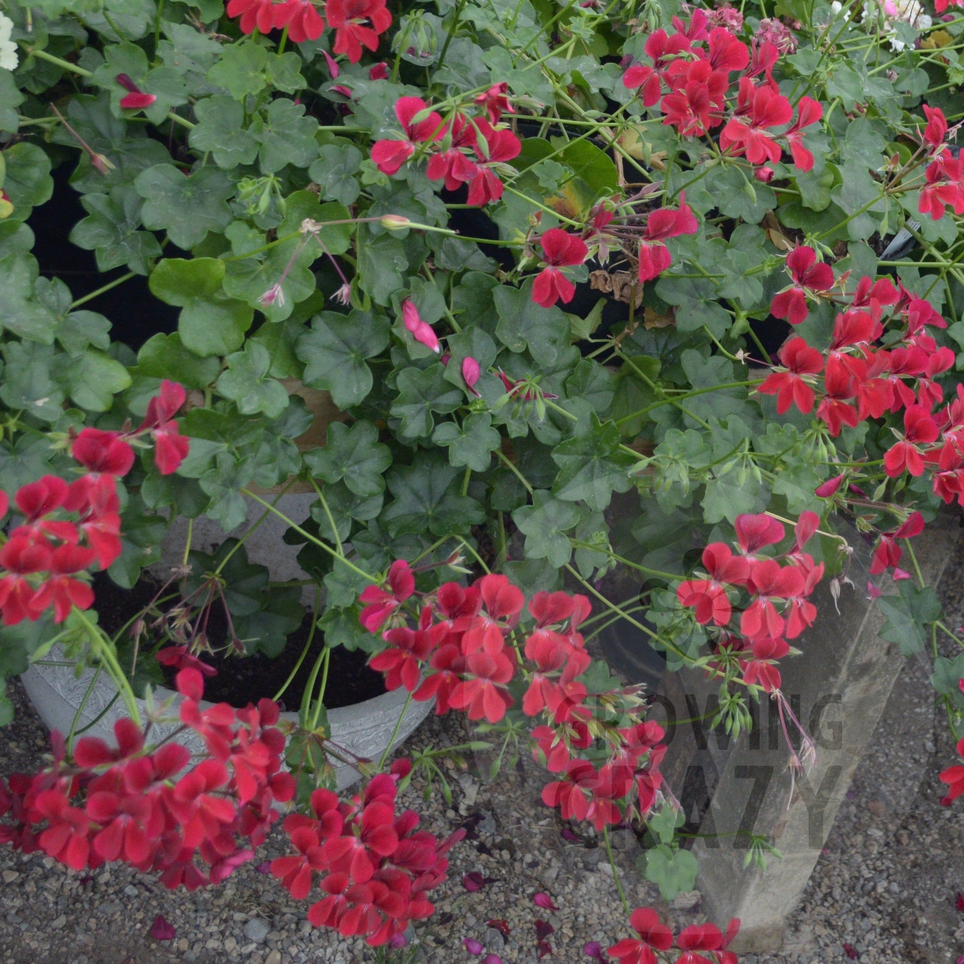 Red Cascade - Ivy Leaved trailing Pelargonium (Geranium)n scarlet red  flower great for window boxes and hanging baskets these are used on the continent
