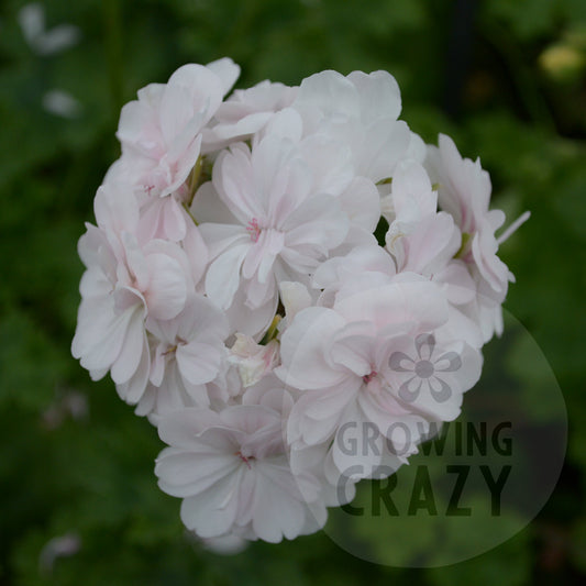 Cara Mia - Zonartic Pelargonium (Geranium)