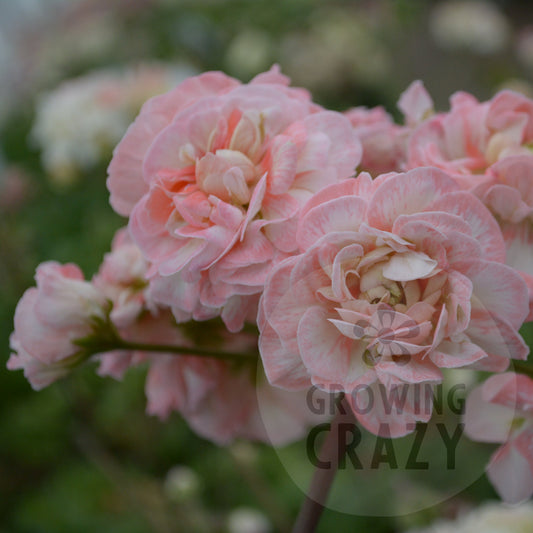 Rushmoor Avon - Zonartic Pelargonium (Geranium)