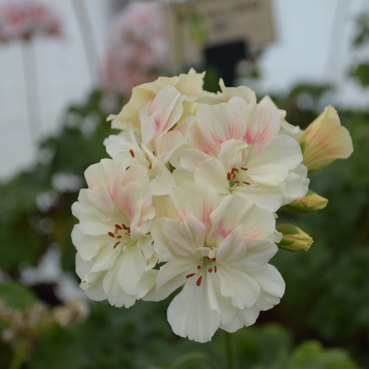 Rushmoor Mekong - Zonartic Pelargonium (Geranium) Plant - 6cm bio pot