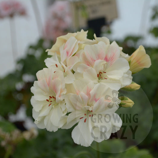 Rushmoor Mekong - Zonartic Pelargonium (Geranium)