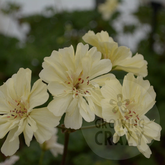 Rushmoor Mississippi - Zonartic Pelargonium (Geranium)