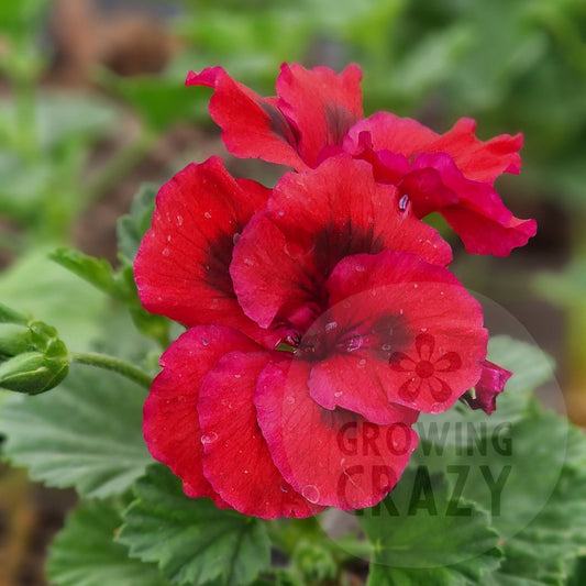 Dark Secret - Regal Pelargonium (Geranium)