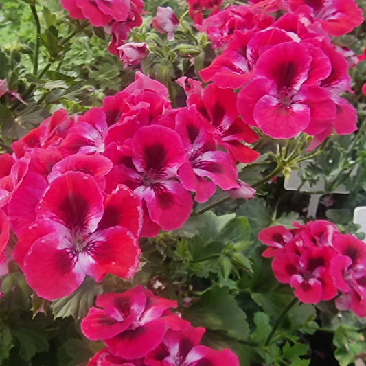 Darling Joan Decorative Pelargonium