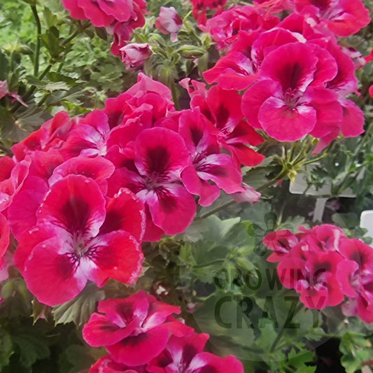 Darling Joan Decorative Pelargonium
