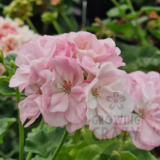 Deacon Lilac Mist - Zonal Pelargonium / Geranium
