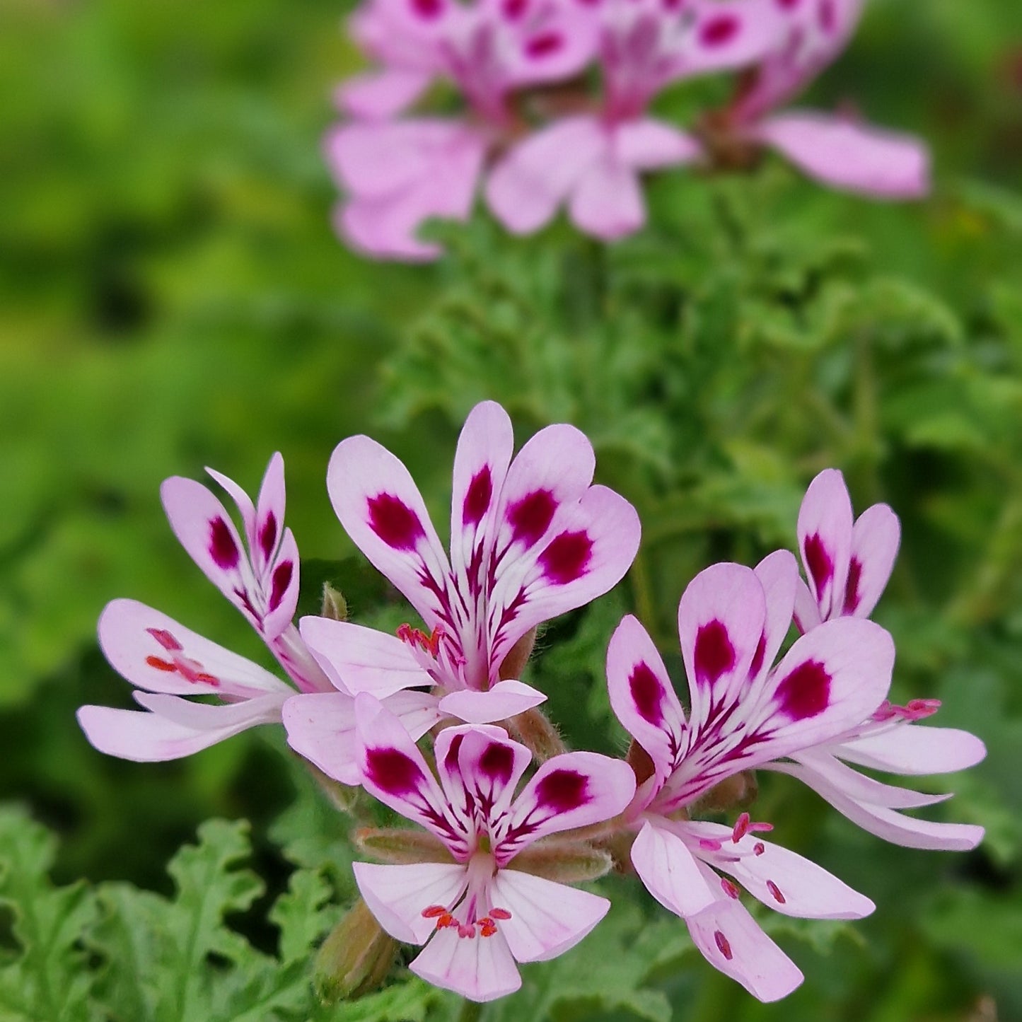 Deans Delight - Woody Scented Leaf Pelargonium (Geranium) Plant - 6cm