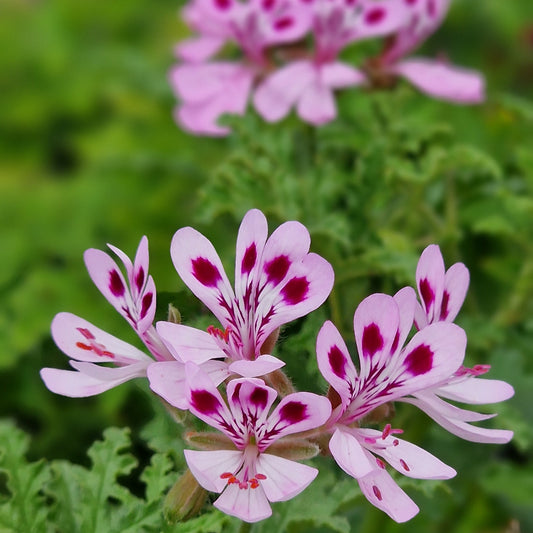 Deans Delight - Woody Scented Leaf Pelargonium (Geranium) Plant - 6cm
