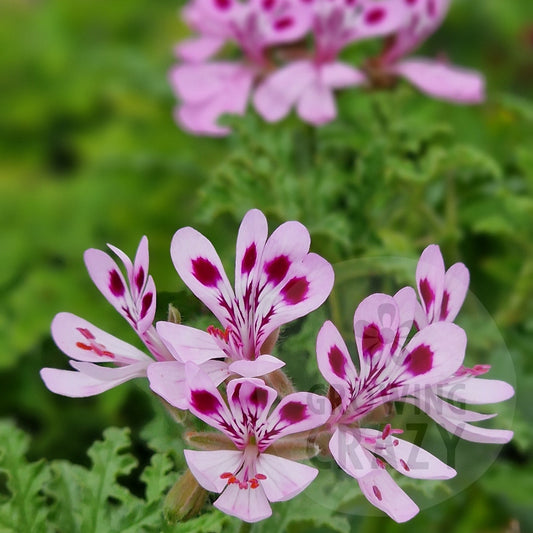 Deans Delight - Woody Scented Leaf Pelargonium (Geranium)