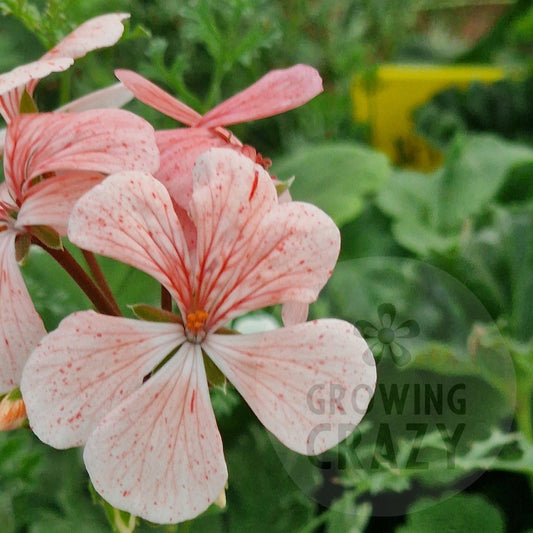 Deerwood So Big - Zonal Pelargonium / Geranium
