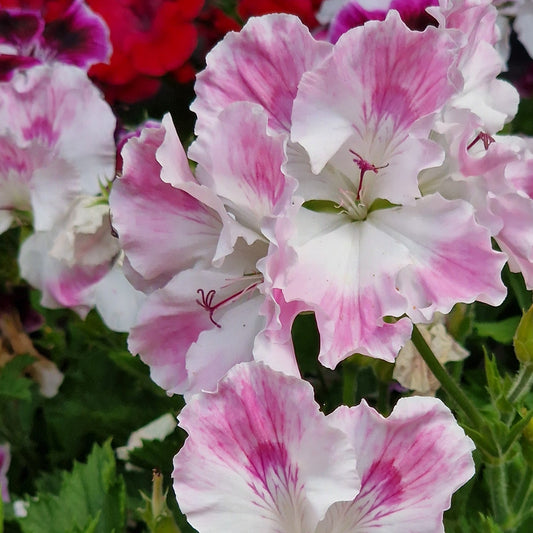 Delli - Regal Pelargonium (Geranium) plant - 6cm bio pot