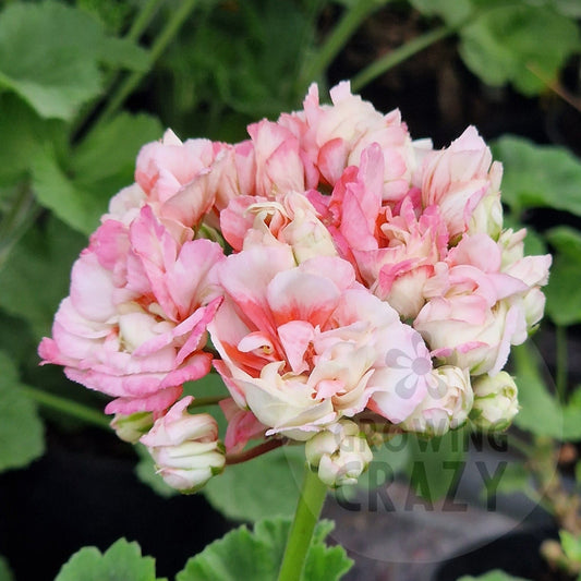 Denise is an unusual Rosebud Pelargonium
