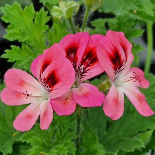Duchess of Devonshire - Unique Pelargonium (Geranium) Plant - 6cm bio pot