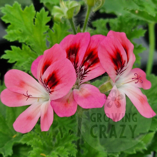 Duchess of Devonshire - Unique Pelargonium (Geranium)