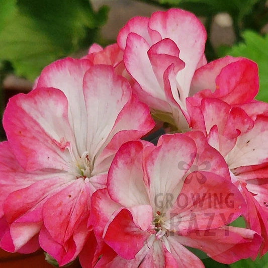 E Dabner - Zonal Pelargonium / Geranium