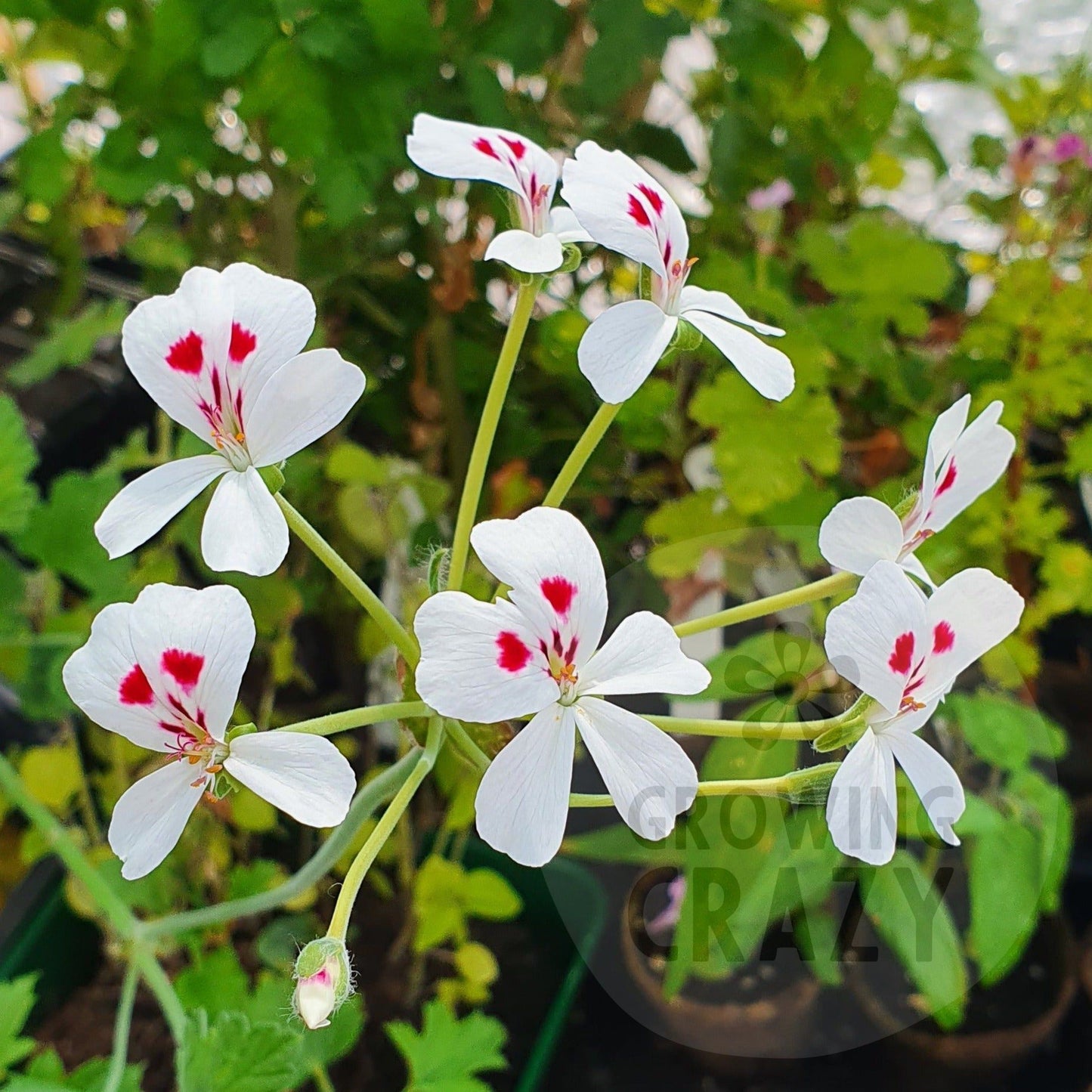echinatum album - Species Pelargonium (Geranium) Single Plant 6cm bio pot
