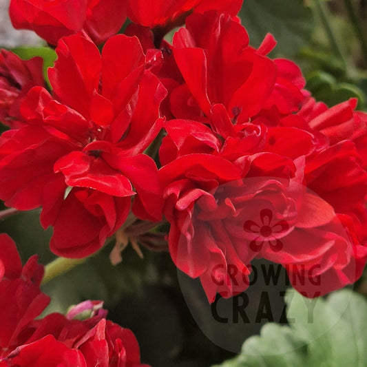 Edmund Lachenal - Zonal Pelargonium / Geranium
