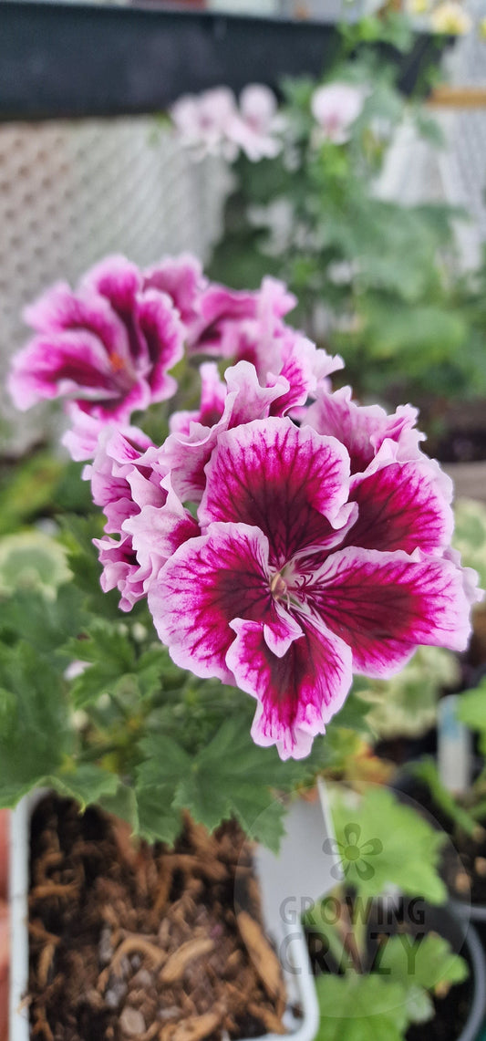 Elsie Taylor - Regal Pelargonium (Geranium)