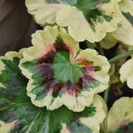 Rushmoor Cyril Clark - Coloured Leaf Pelargonium (Geranium) Plant - 6cm bio pot