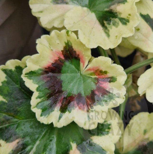 Rushmoor Cyril Clark - Coloured Leaf Pelargonium (Geranium)