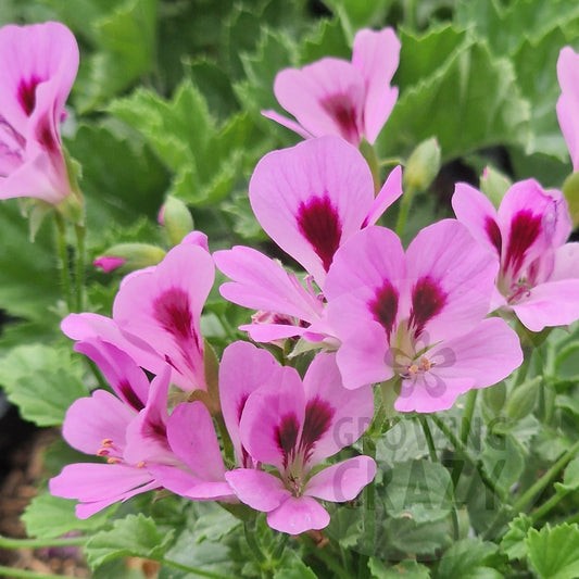 Eskay Sugar Candy - Angel Pelargonium (Geranium)