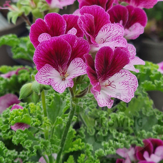 Eskay Verglo - Angel Pelargonium (Geranium)