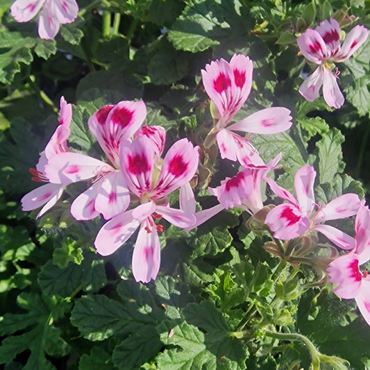 Fair Ellen - Spicy Scented Leaf Pelargonium (Geranium) Plant - 6cm bio pot