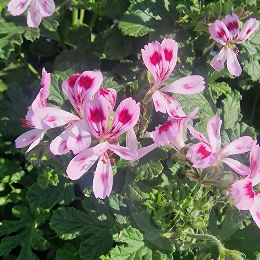 Fair Ellen - Spicy Scented Leaf Pelargonium (Geranium)