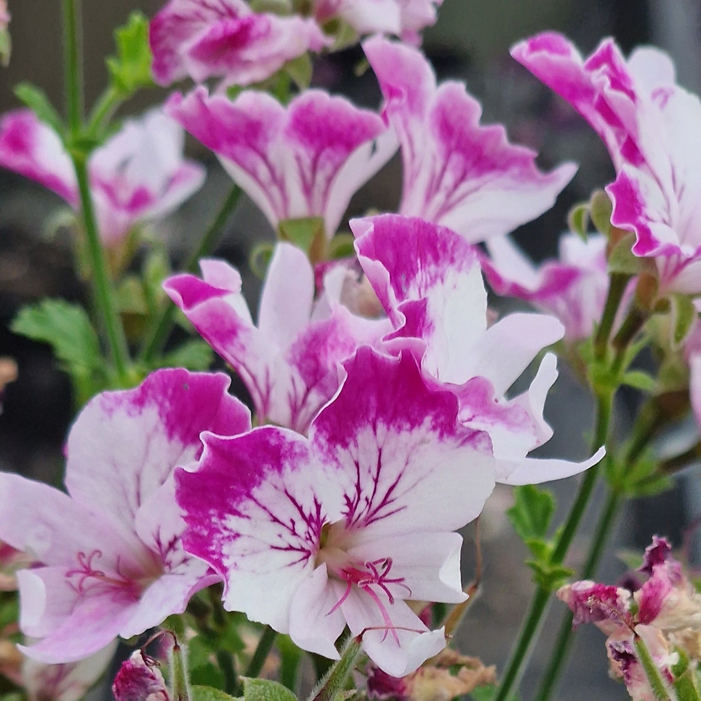 Fairy Orchid - Angel Pelargonium (Geranium) Plant - 6cm bio pot
