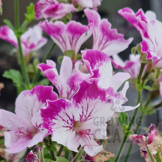 Fairy Orchid - Angel Pelargonium (Geranium)