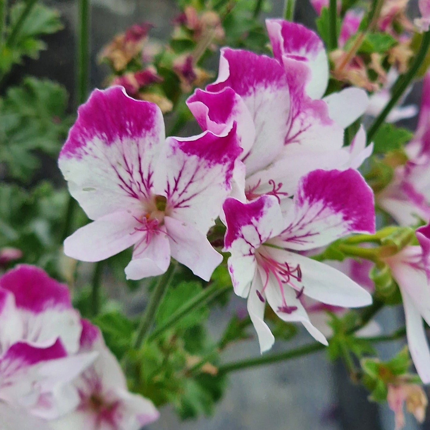 Close-up of Angel Pelargonium fairy Orchid, pink and white flowers with a blurred background