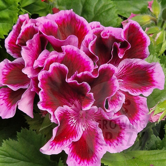 Fareham Regal Pelargonium