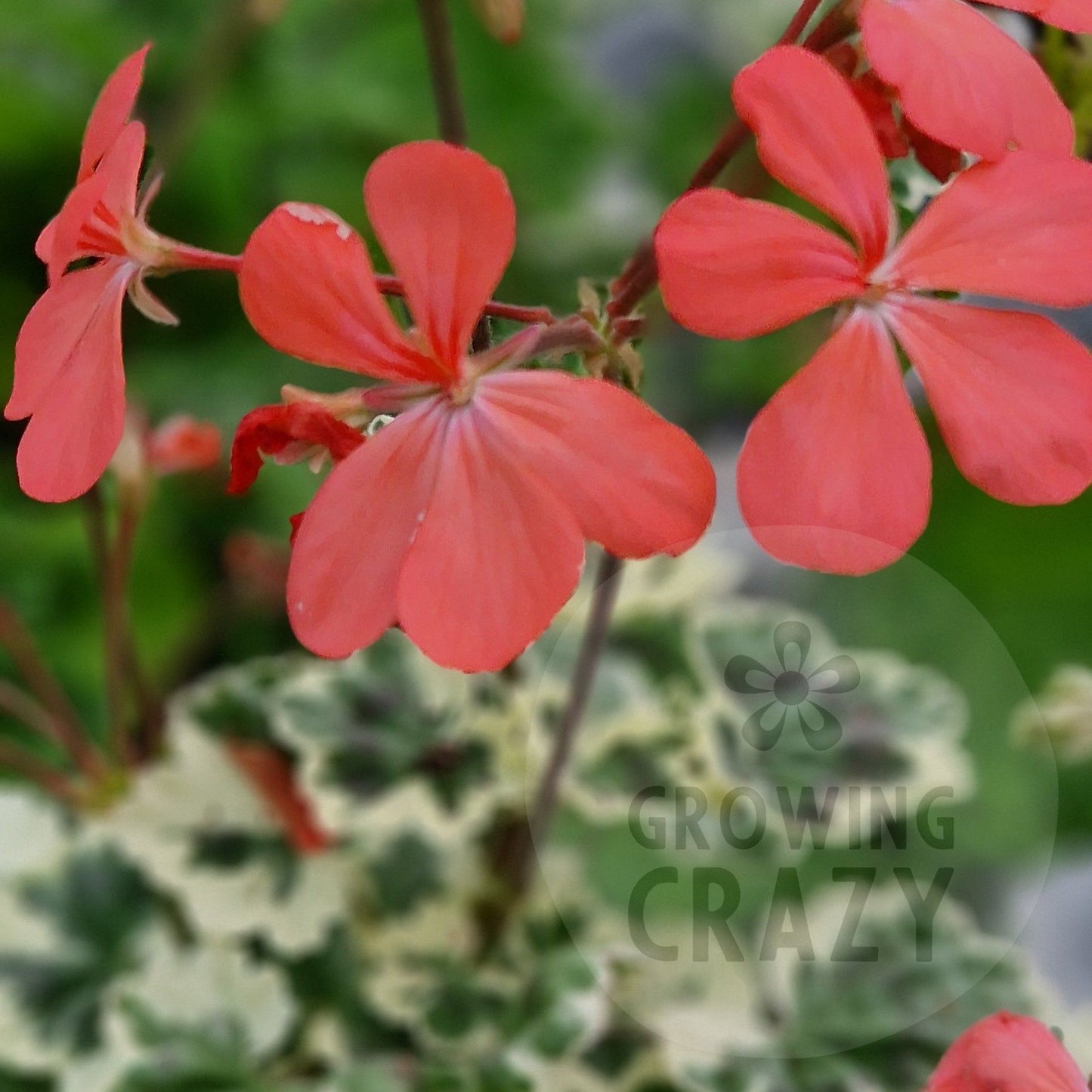 Frank Headley - Coloured Leaf Pelargonium (Geranium) Plant - 6cm bio pot
