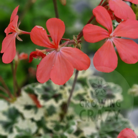 Frank Headley - Coloured Leaf Pelargonium (Geranium) Plant - 6cm bio pot