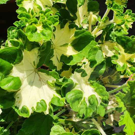 Freak of Nature - Coloured Fancy Leaved Pelargonium (Geranium)