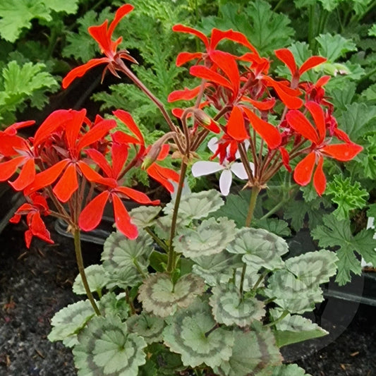 Friesdorf - Dwarf Zonal Pelargonium / Geranium