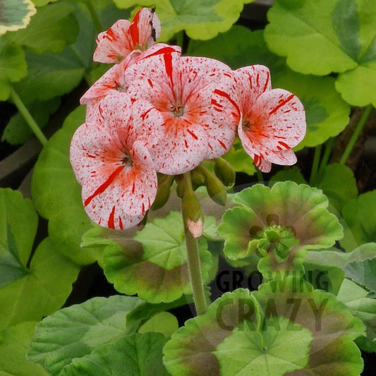 Gemma - Coloured Leaved Zonal Pelargonium Geranium single flowers of pale rose with red spots intresting Victorian golden green leaves